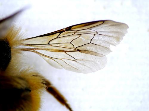 Réf. 342 330 : Osmia bicornis